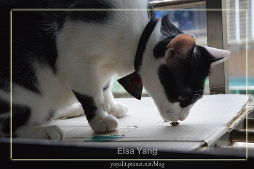 [CAT] Sheba duo 日本貓餅乾 (夾心餡餅乾糧) @ELSA菲常好攝