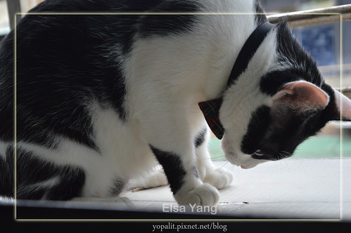 [CAT] Sheba duo 日本貓餅乾 (夾心餡餅乾糧) @ELSA菲常好攝